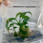 Philodendron longilobatum lelano miyano Tissue Culture