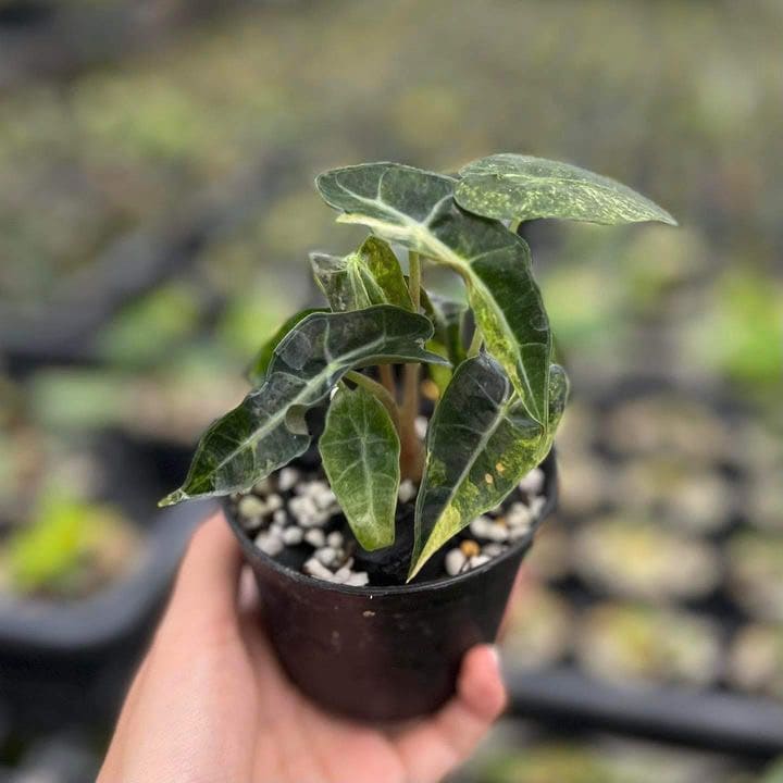 Alocasia Amazonica Aurea