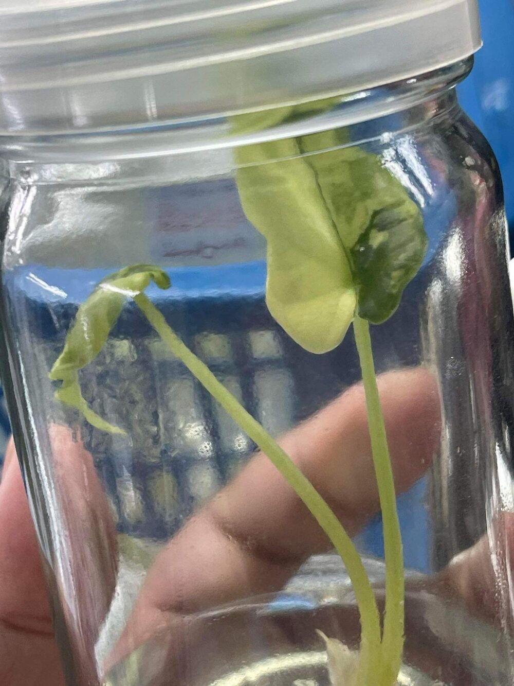 Alocasia Dragon scale Albo Variegated Tissue Culture