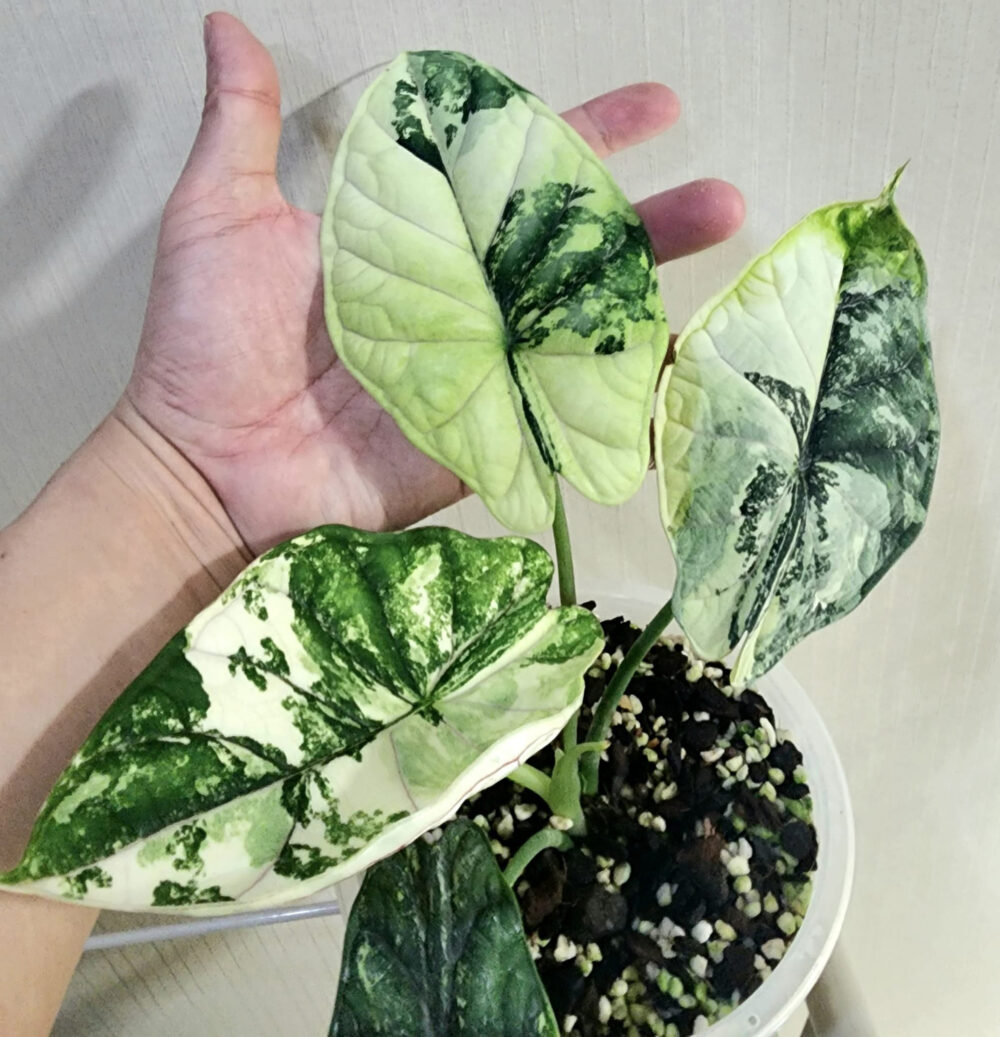 Alocasia Dragon scale Albo Variegated 1