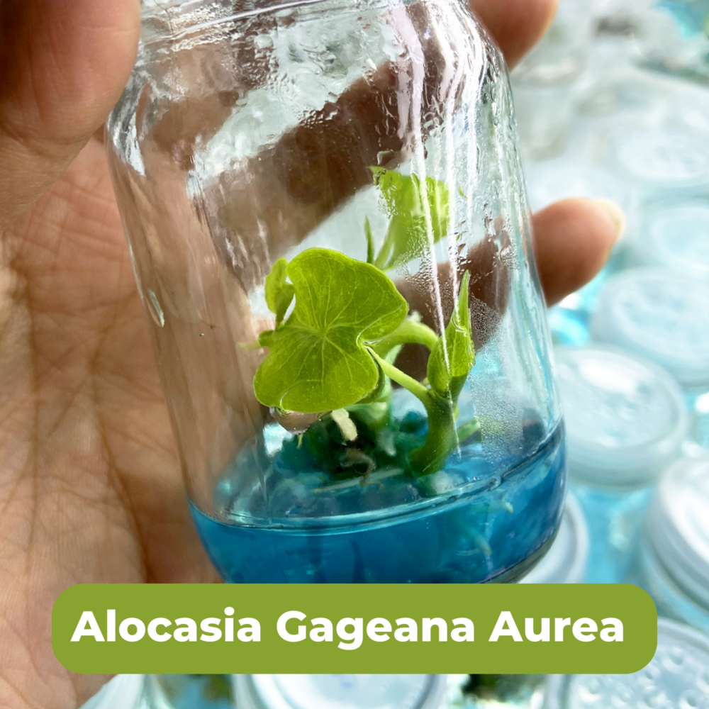 Alocasia Gageana Aurea Tissue Culture