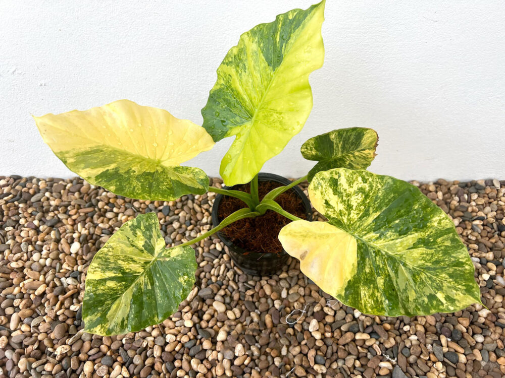 Alocasia Gageana Aurea Tissue Culture