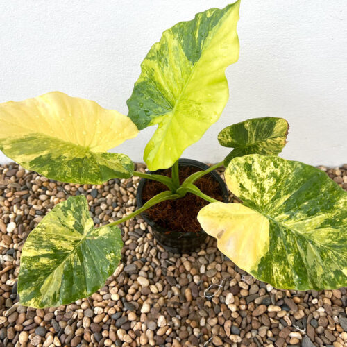 Alocasia Gageana Aurea Tissue Culture
