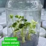 Alocasia black velvet variegated