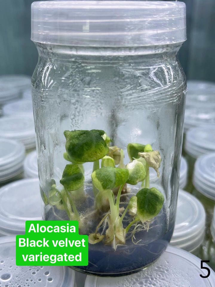 Alocasia Black Velvet Pink Variegated tissue culture from Thailand