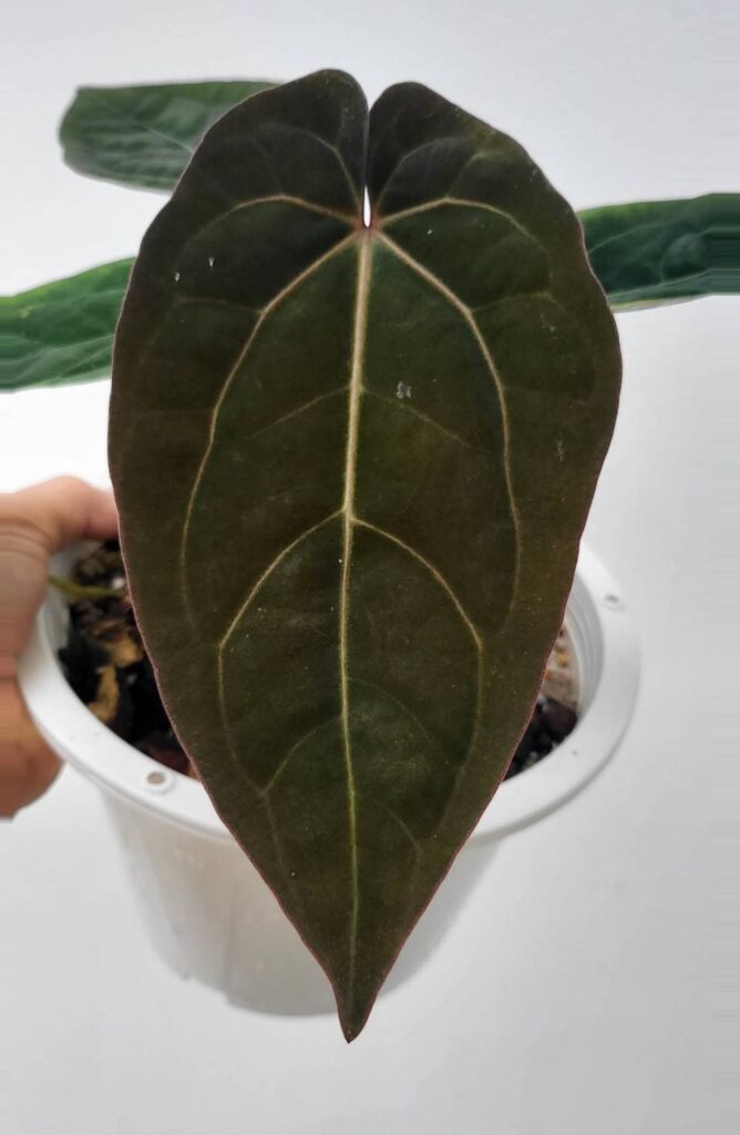 Anthurium Ace of space tissue culture