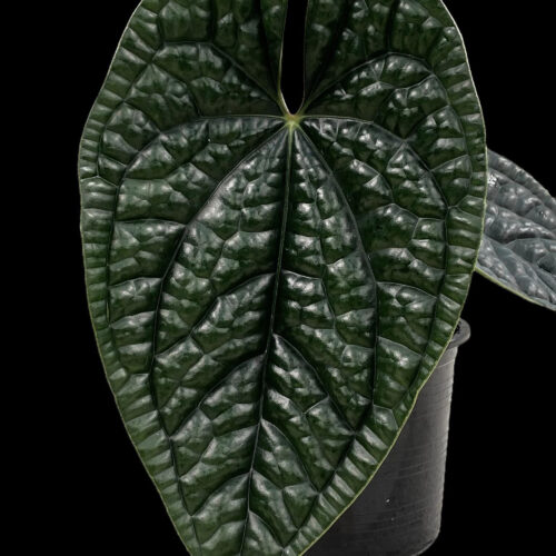 Anthurium Luxurians Tissue culture