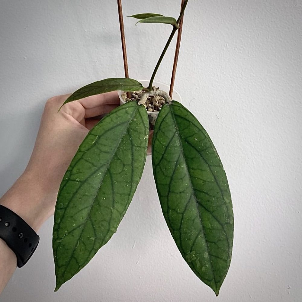 Hoya Aceh clone B