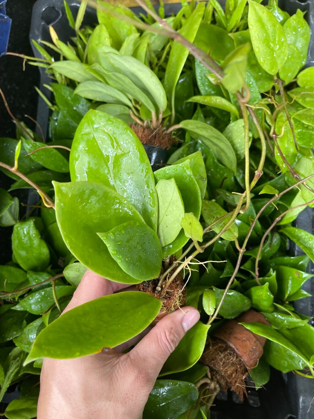 Hoya Australis