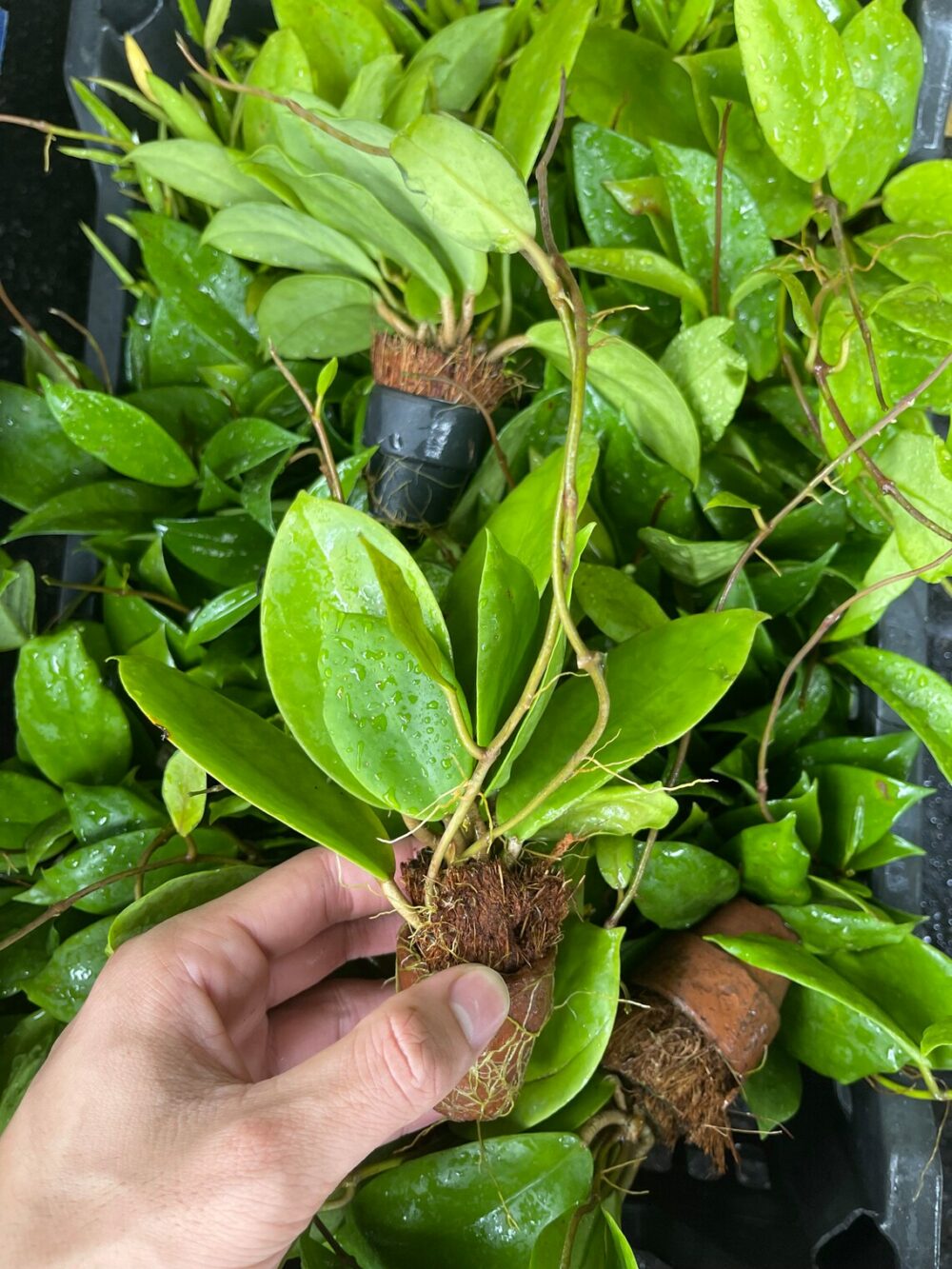 Hoya Australis