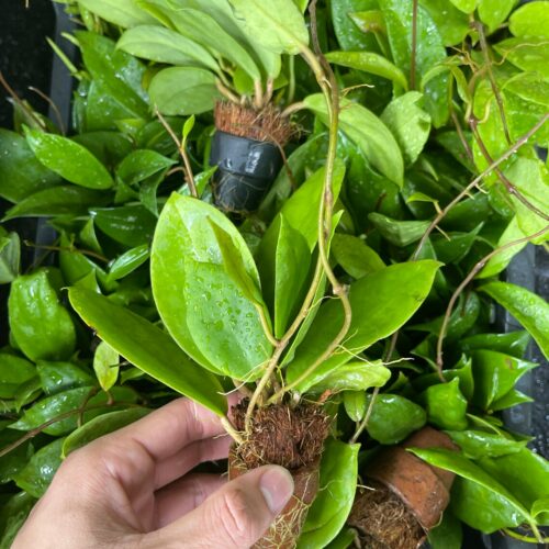 Hoya Australis