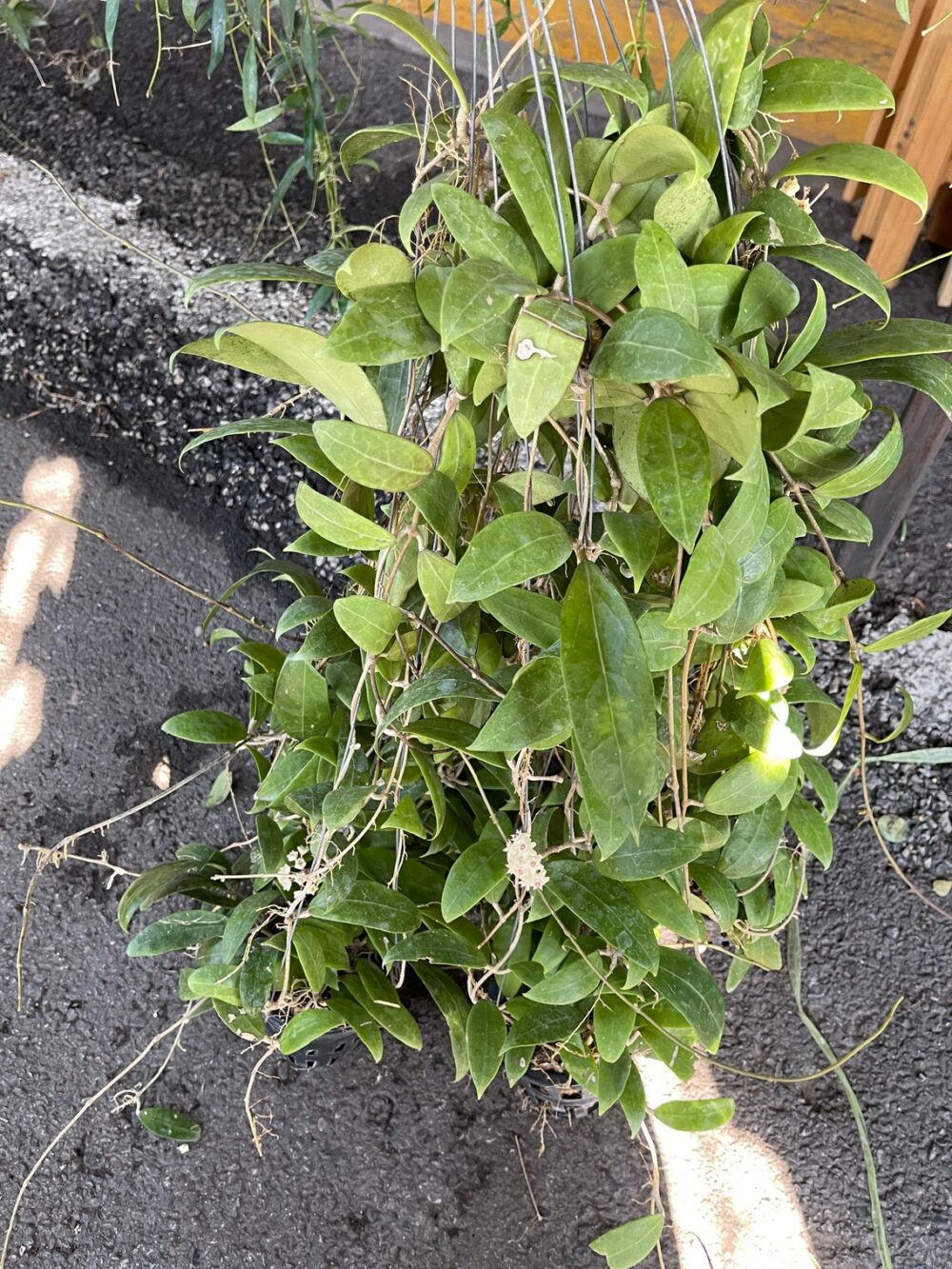 Hoya Bhutanica