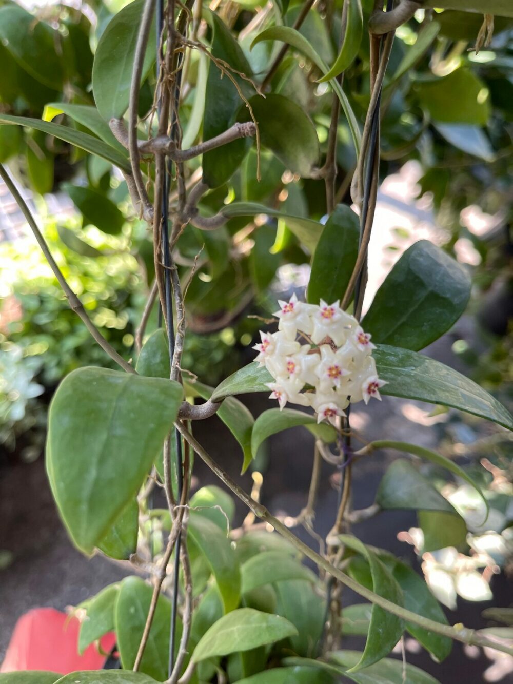 Hoya-Bhutanica