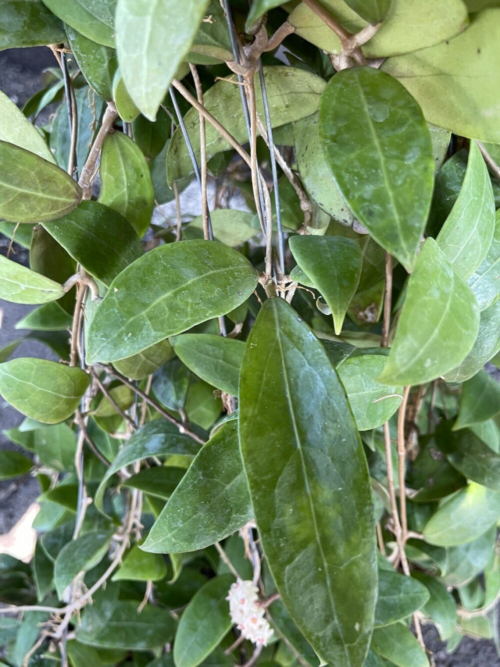 Hoya-Bhutanica