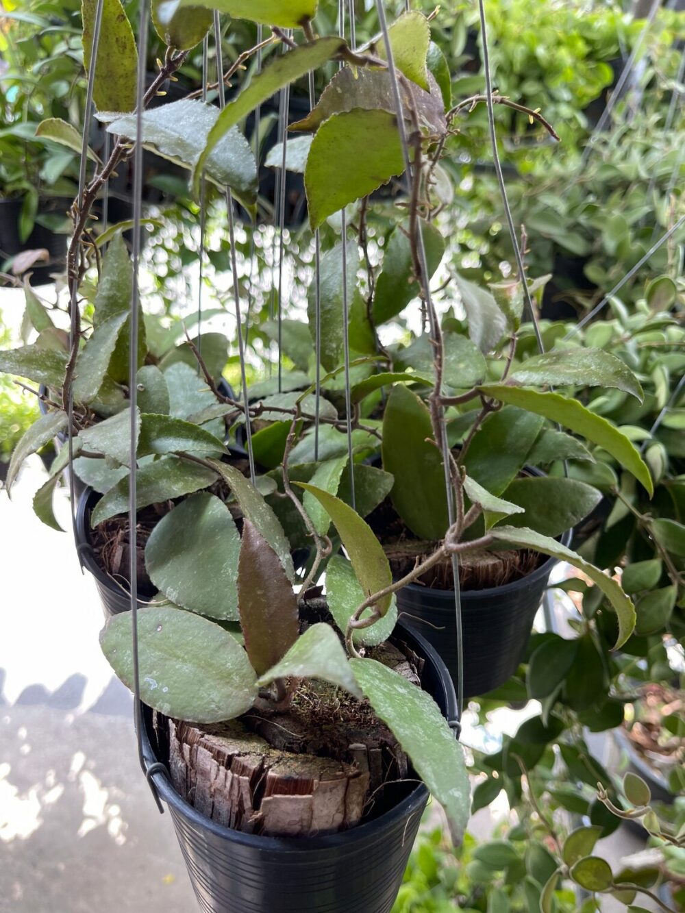 Hoya Caudata Sumatra