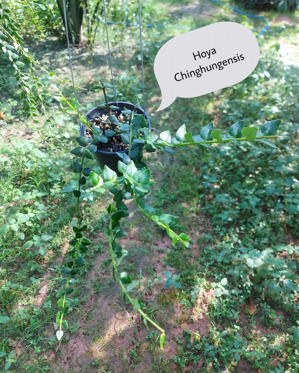 Hoya Chinghungensis