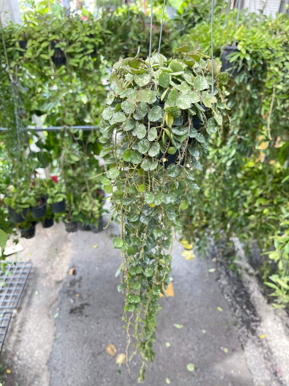 Hoya Curtisii