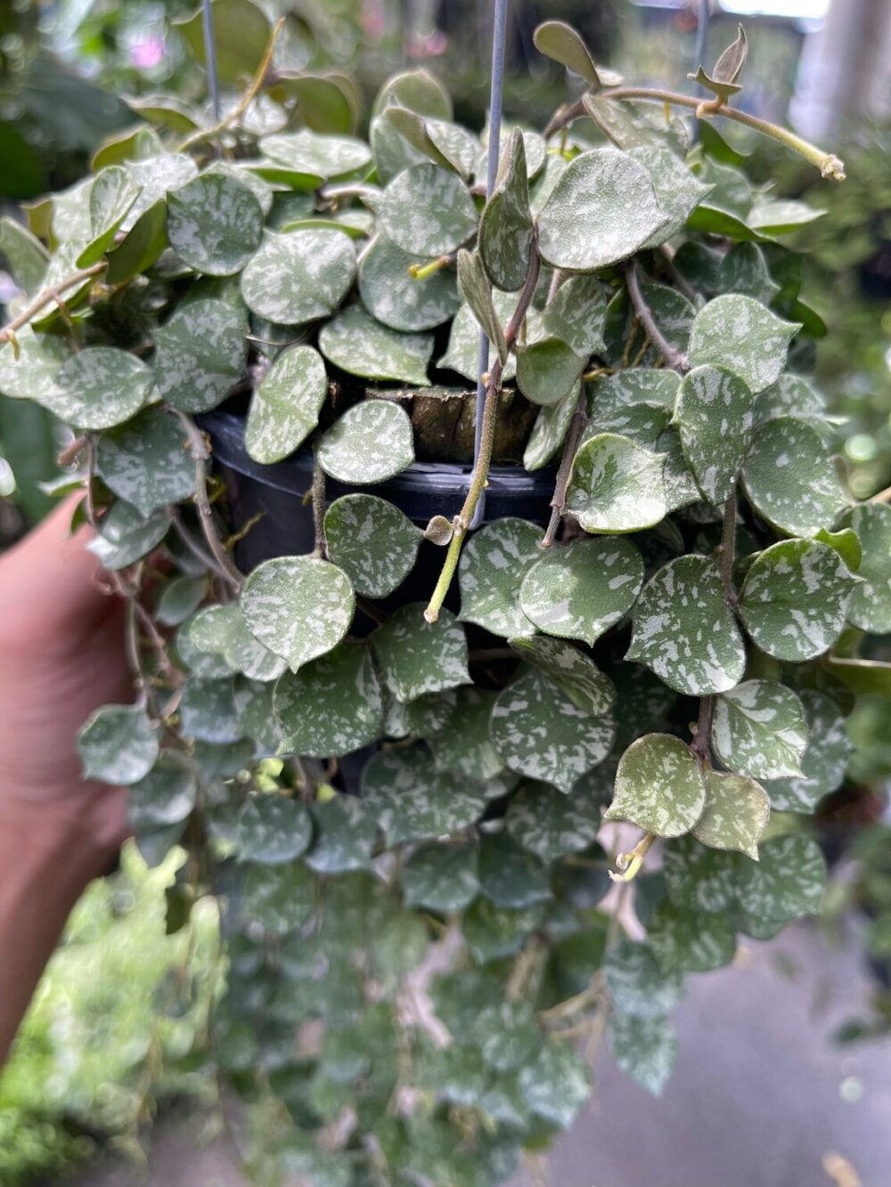 Hoya Curtisii