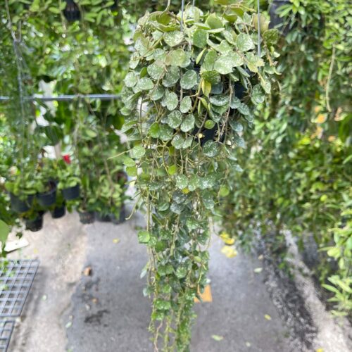 Hoya Curtisii