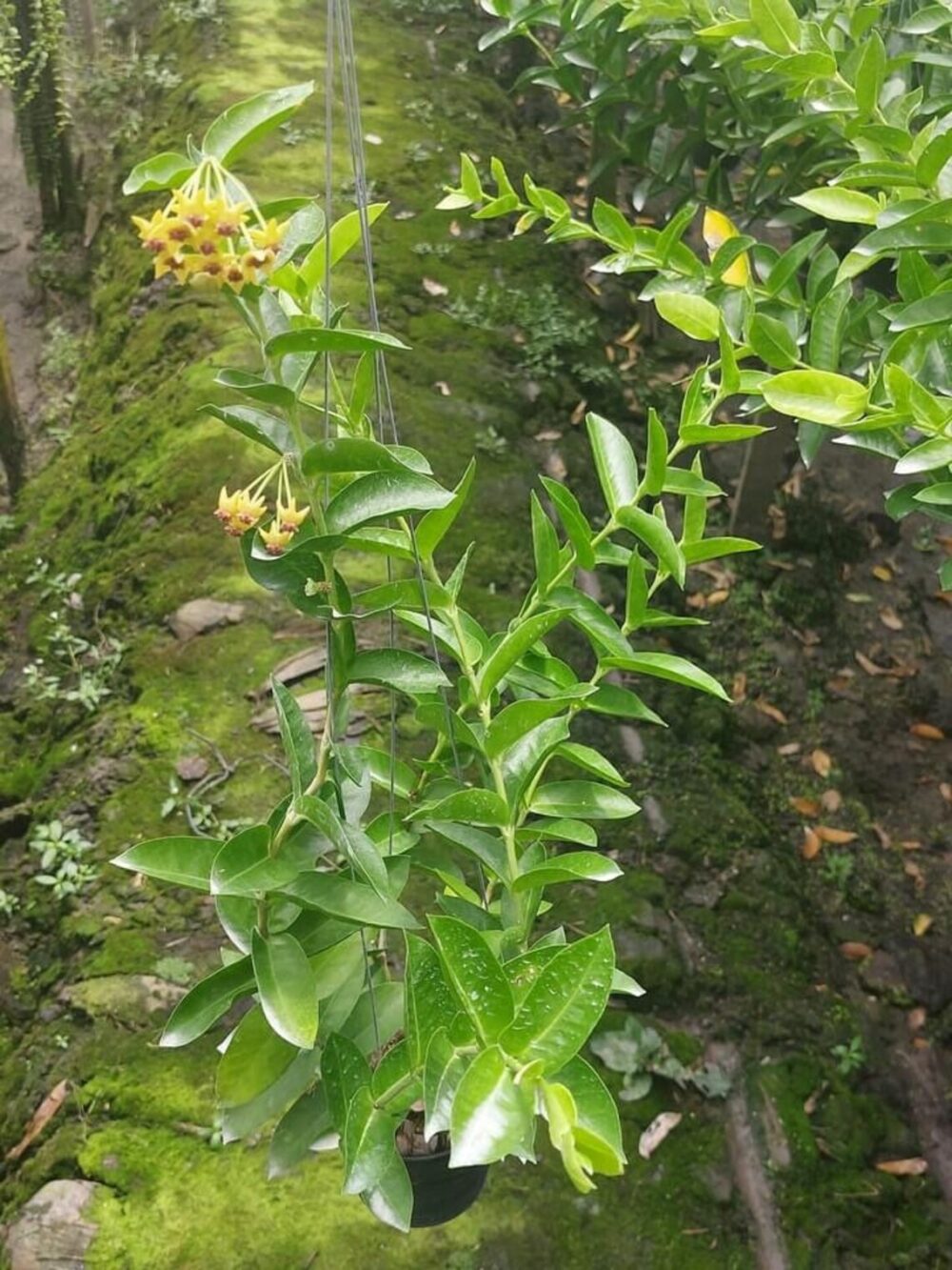 Hoya Densifolia