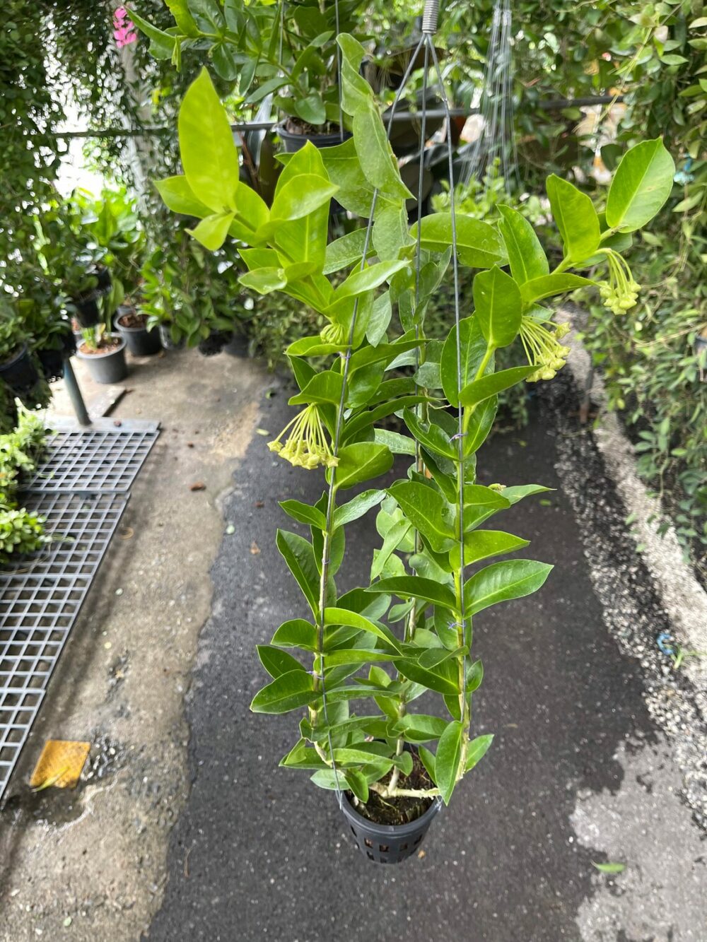 Hoya Densifolia