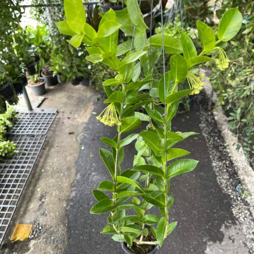 10 x Big size Hoya densifolia 4" pot