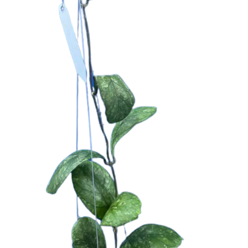 Hoya Deykeae x Chicken Farm