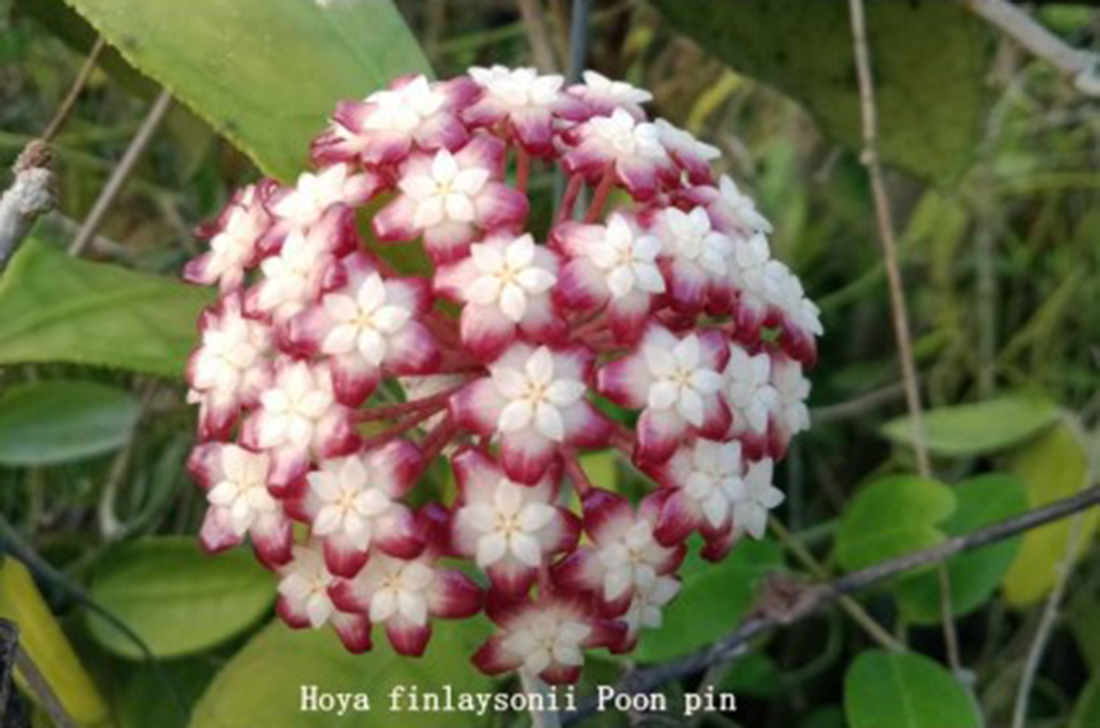Rare Hoya Finlaysonii 'Poon Pin' (South of Thailand) for Sale | 1