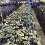Hoya kerrii outner variegated