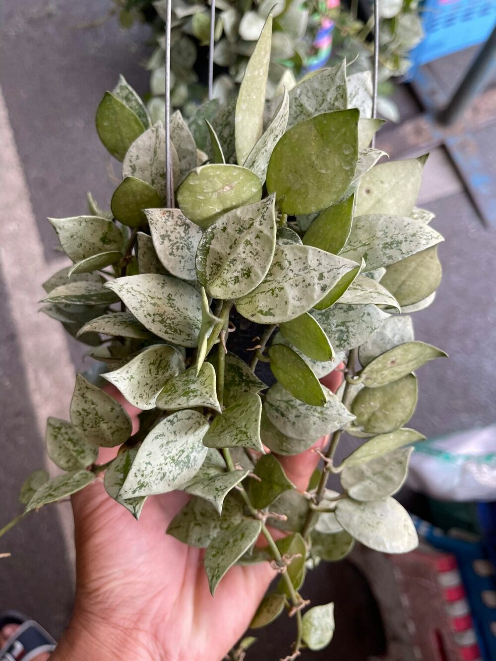 Hoya Krohniana Eskimo