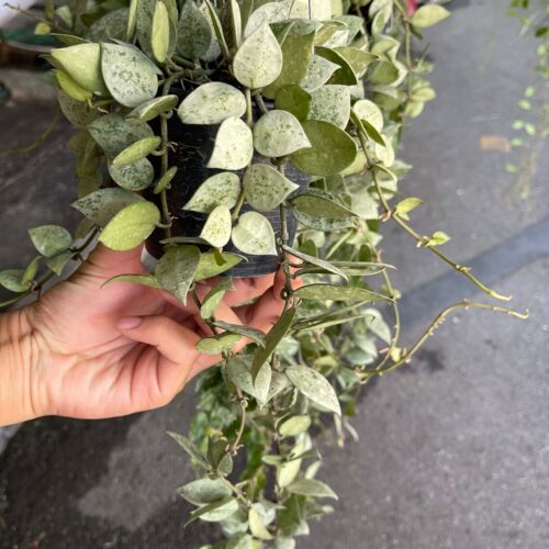 20 x Long size Hoya Krohniana Eskimo | 4" pot wholesale