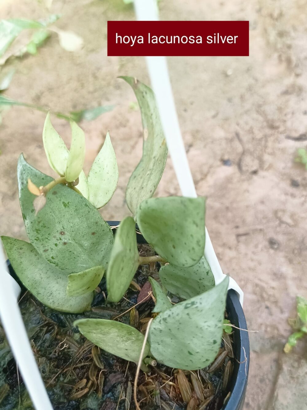 Hoya Lacunosa Silver