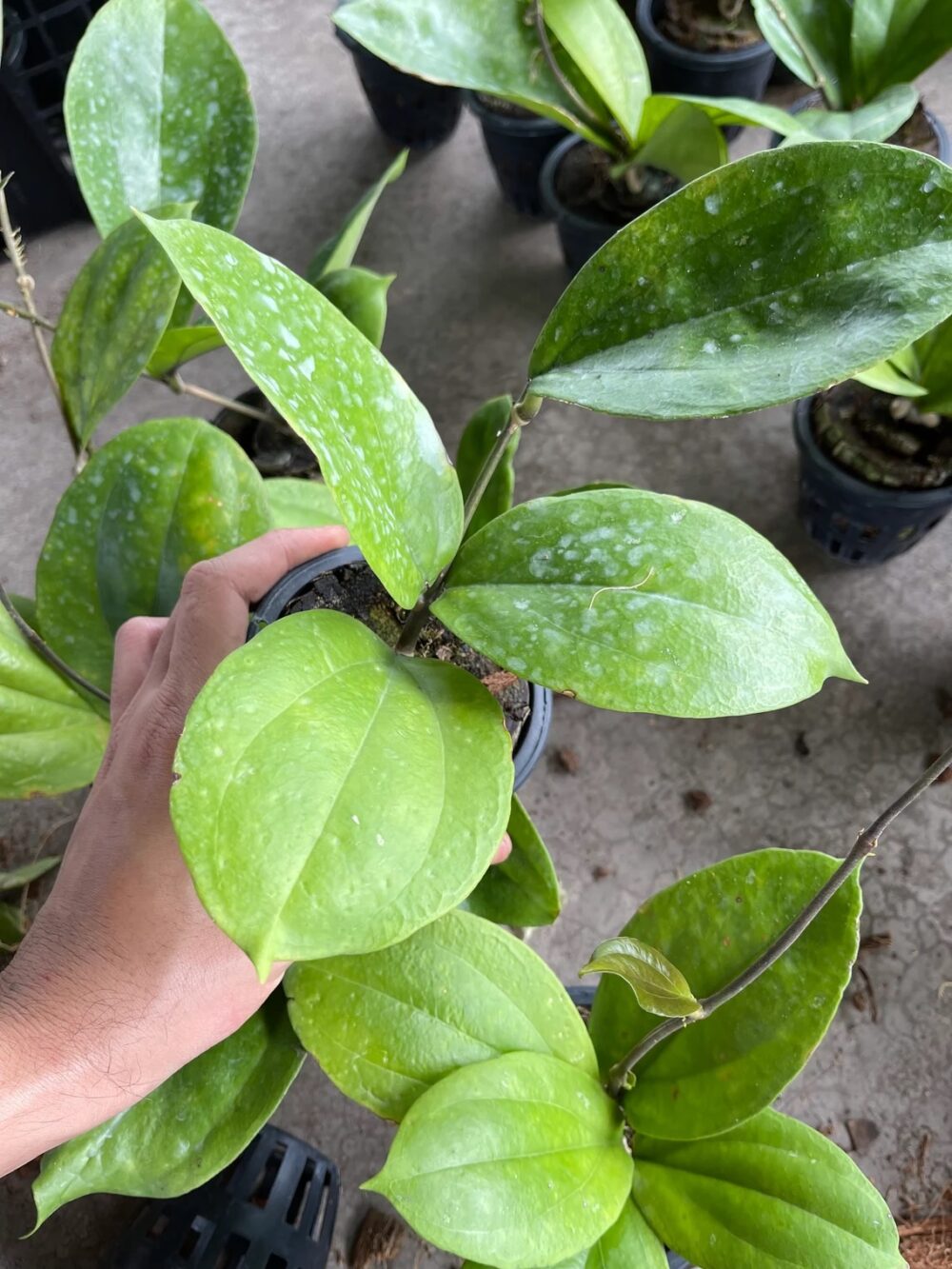 Hoya lambii round leaf