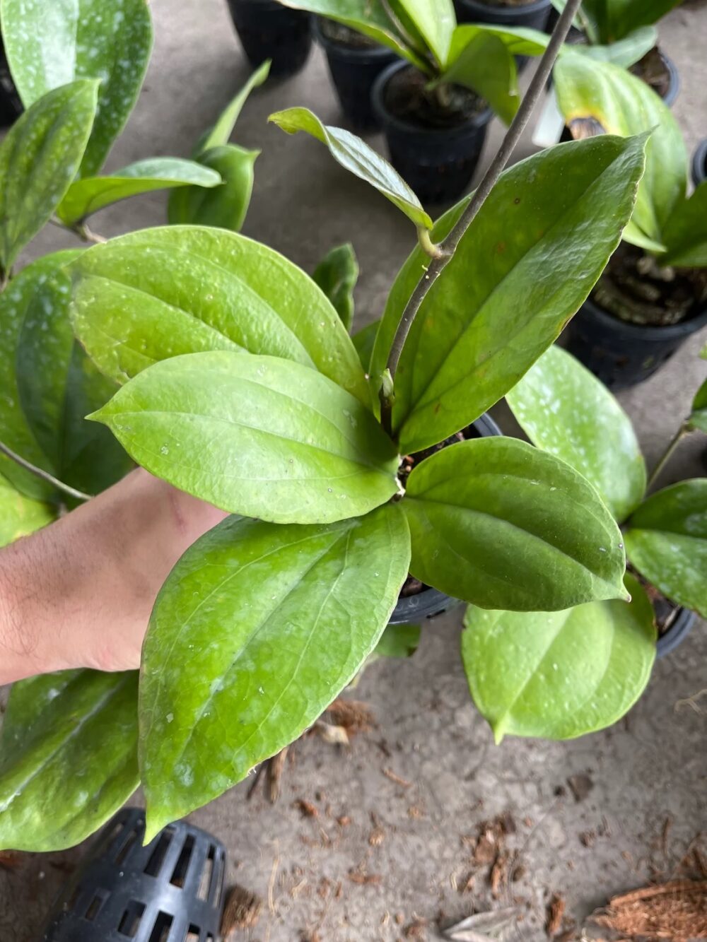 Hoya Lambii