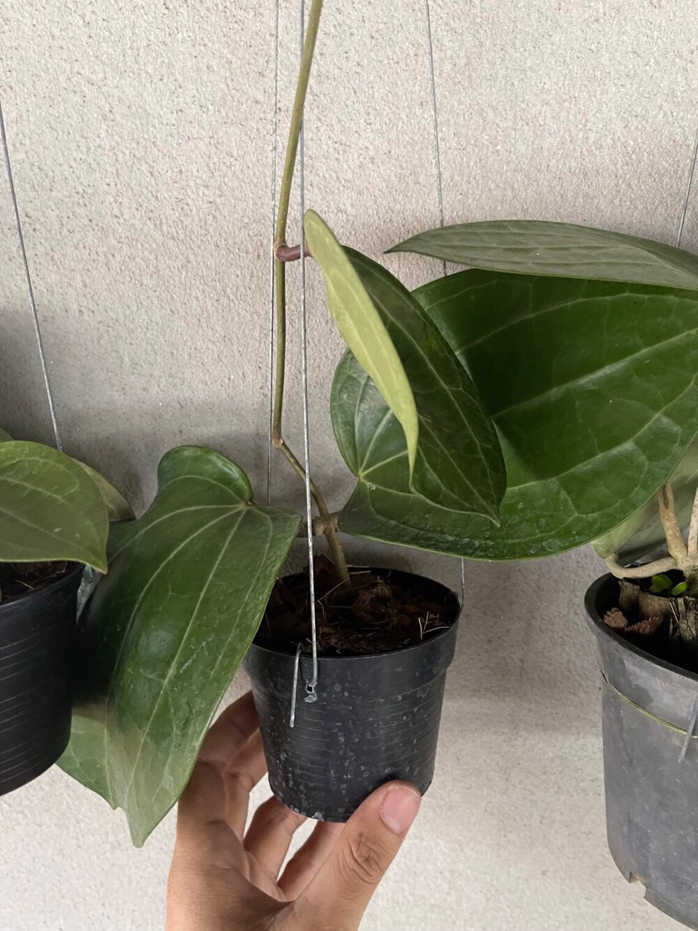 Hoya Latifolia