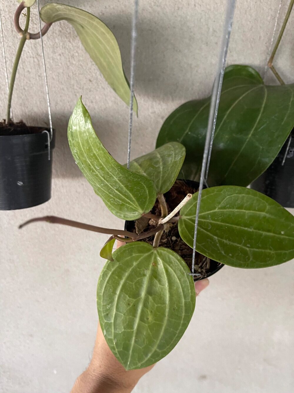 Hoya Latifolia