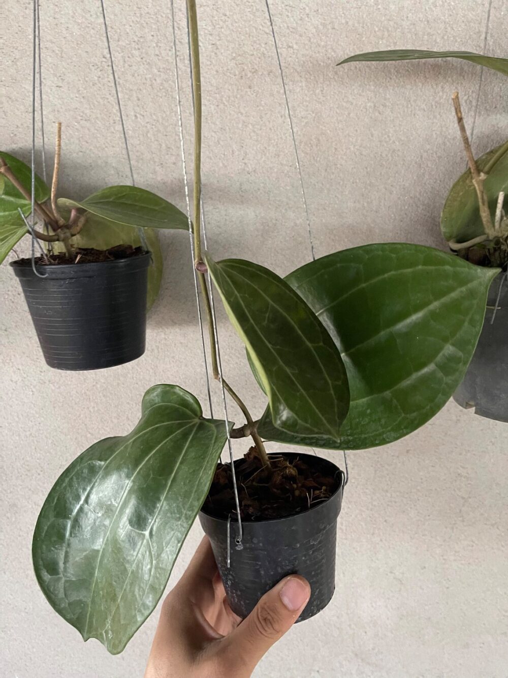 Hoya Latifolia