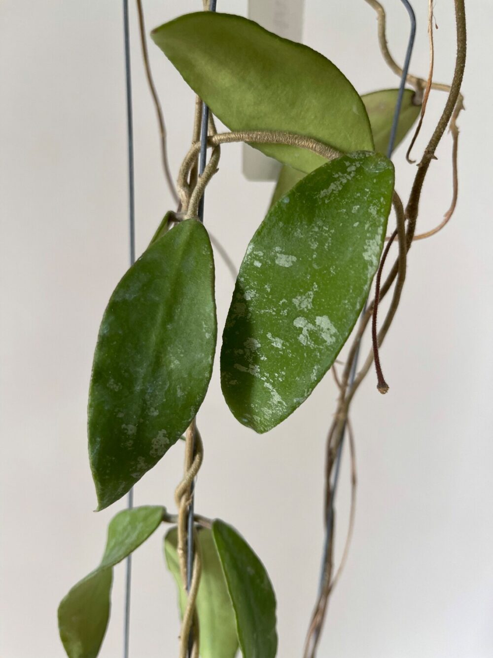 Hoya sp. Phu wua