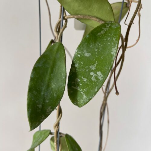 Hoya sp. Phu wua