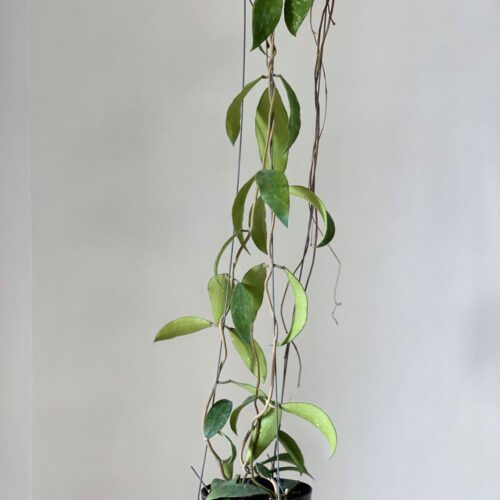 10 x Long size Hoya phuwuaensis | 4" pot wholesale