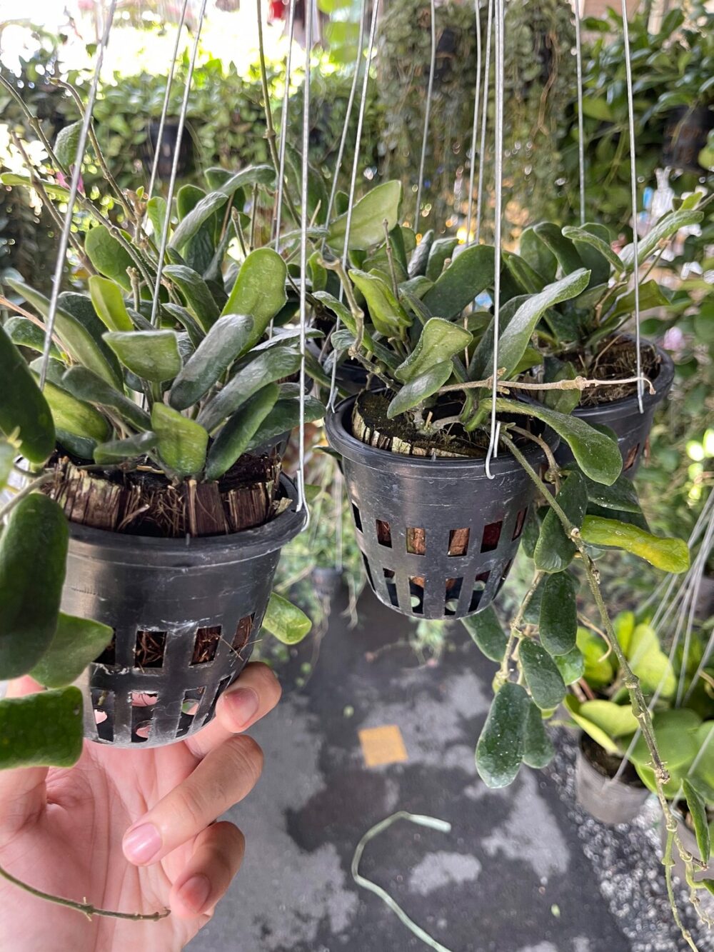 Hoya Rotundifolia