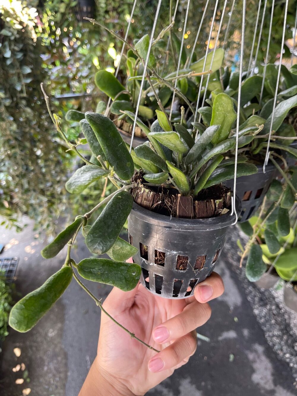 Hoya Rotundifolia