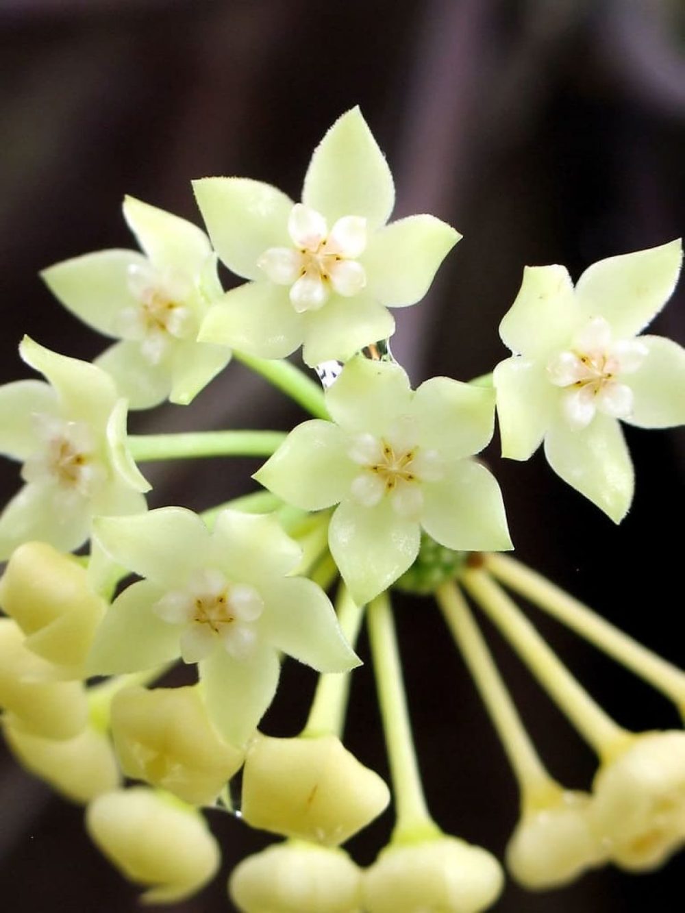 Hoya SP. aff. Clandestina yellow