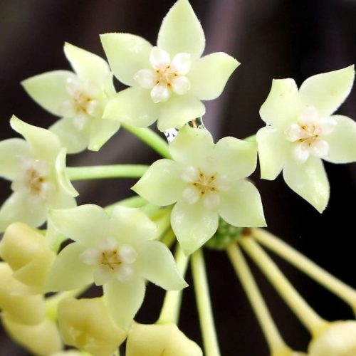 Hoya SP. aff. Clandestina yellow