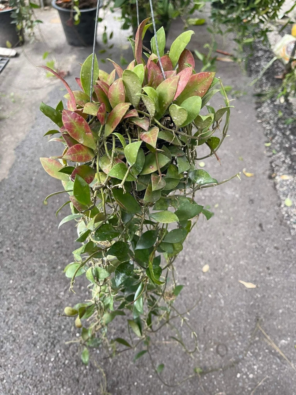 Hoya Rotundifolia