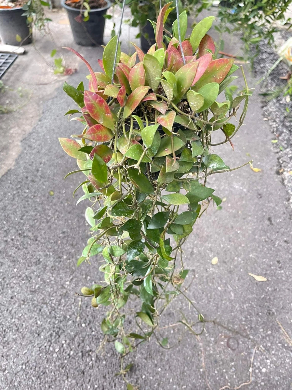 Hoya Sipitangensis