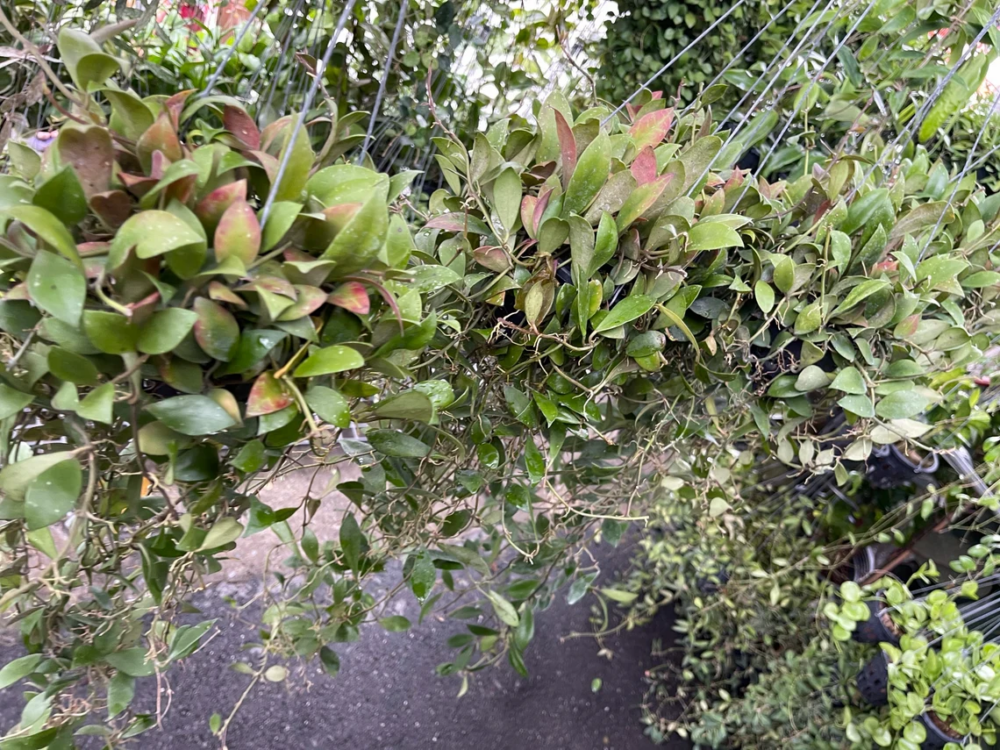 Hoya Rotundifolia