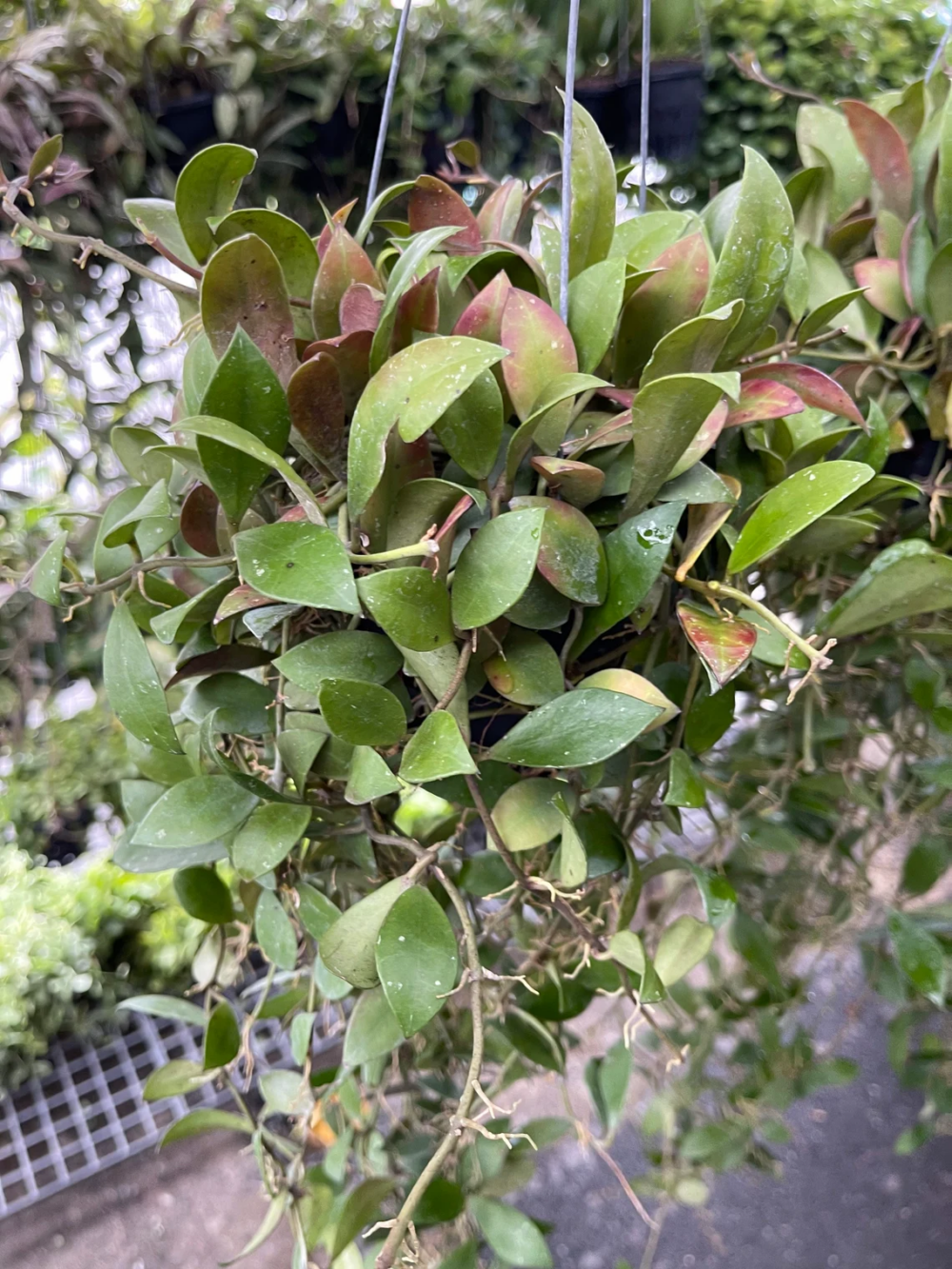 Hoya Rotundifolia