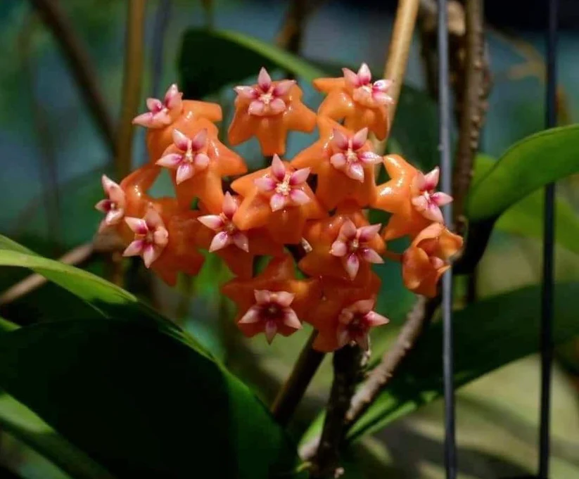 Radiant Hoya 'Soul Stone' Starter Plant | 1