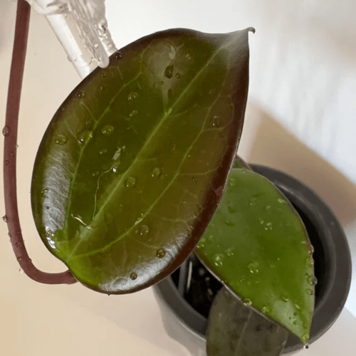 Hoya Verticillata Chiang Rai